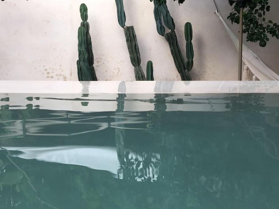 Hotel Boutique Kaa Mérida Dış mekan fotoğraf